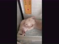 活発
